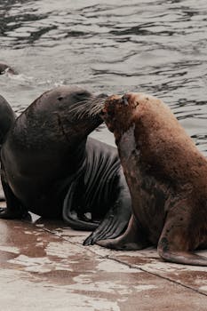 Two sea lions interacting playfully on a pier by the water.