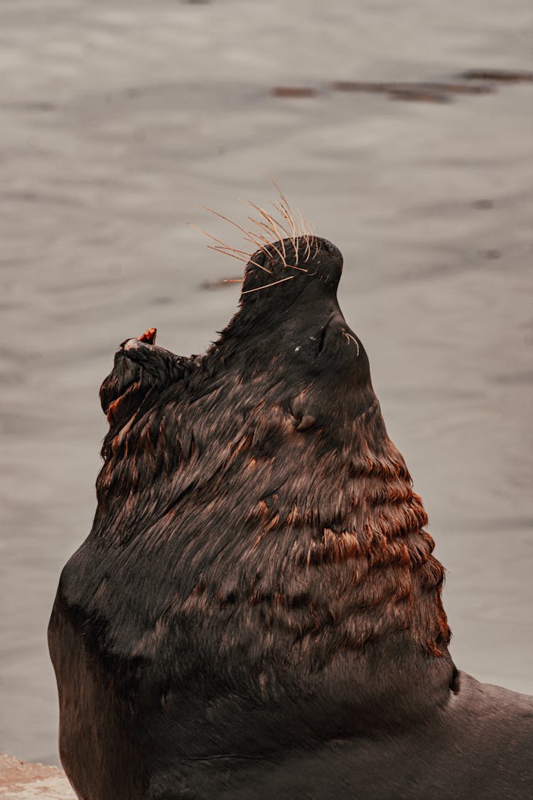 Steller Sea Lion Yawning