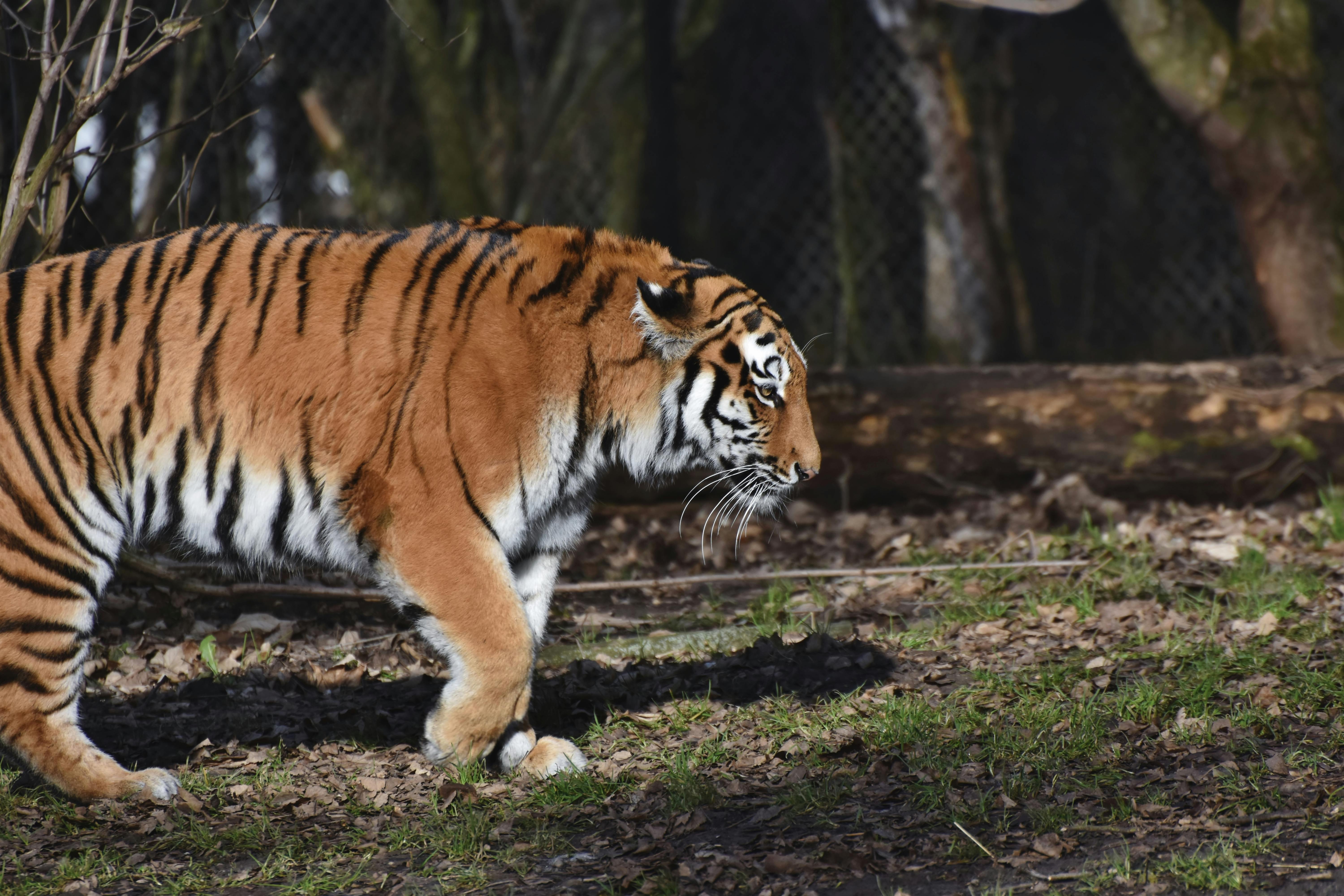 what-does-tiger-mean-in-japanese