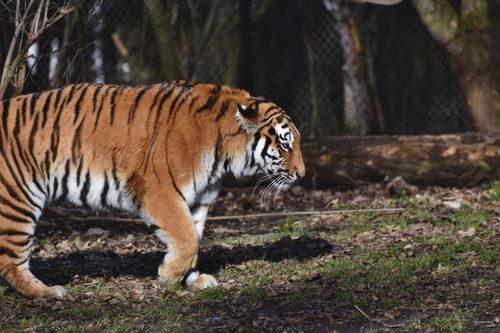 Free A majestic tiger prowling in its natural habitat, showcasing its striking fur patterns and wild elegance. Stock Photo