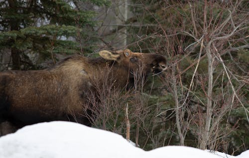 Free stock photo of birch, moose, sapling Stock Photo