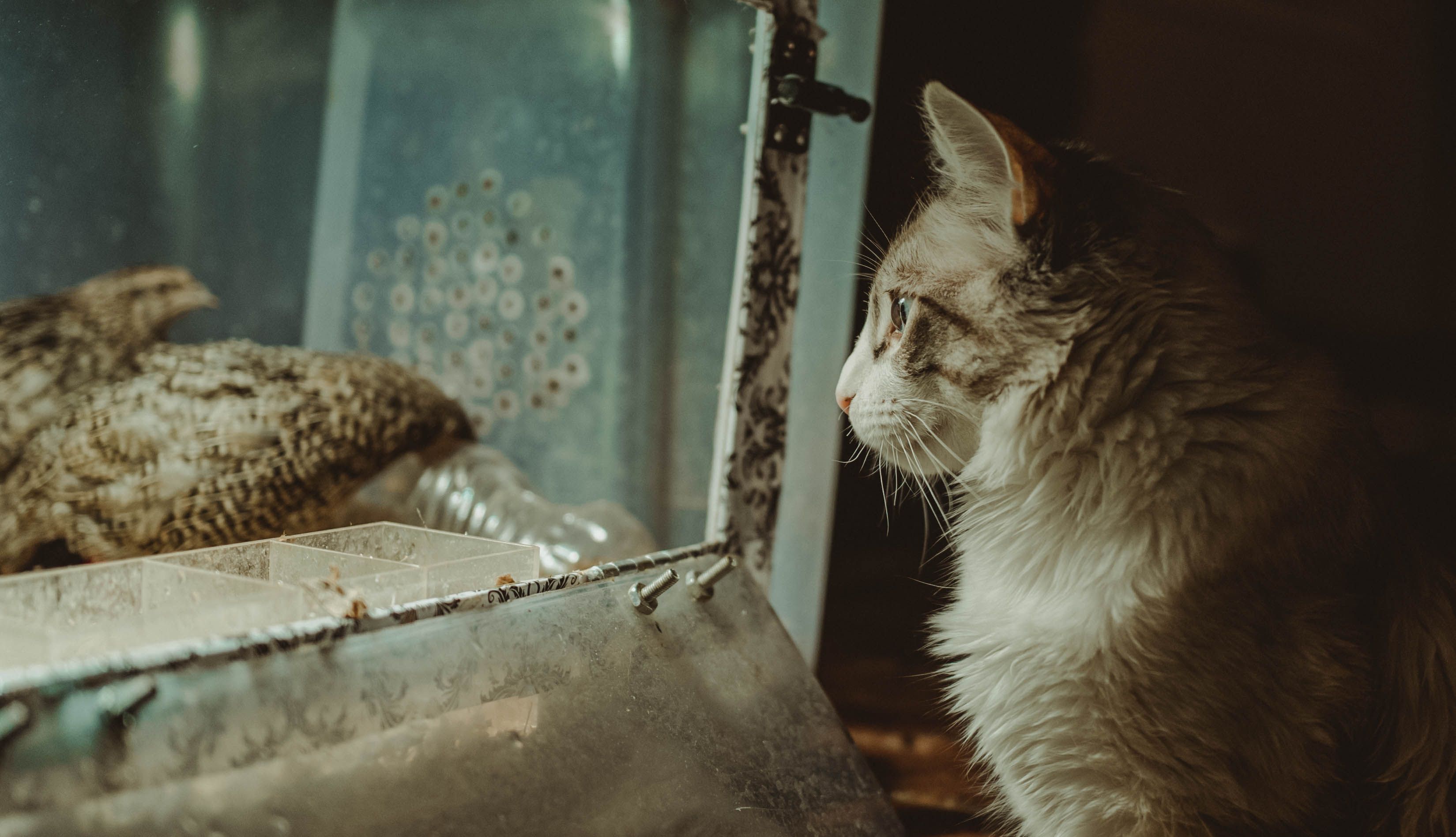 curious indoor cat watching bird from window perch