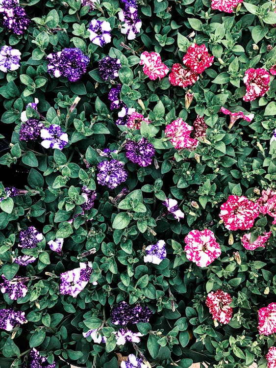 Multicolored Petaled Flowers