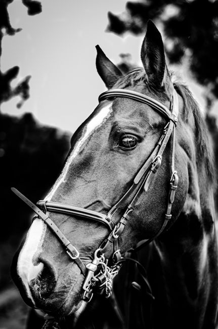 Elegant black and white portrait of a horse wearing a bridle, showcasing its beauty and grace.