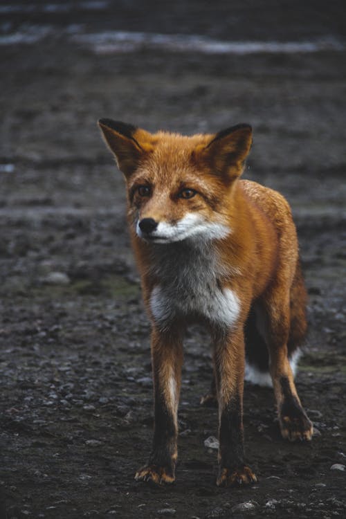 Close-Up Shot of a Red Fox Standing on the Ground