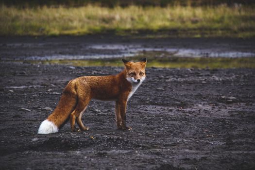 fox photo