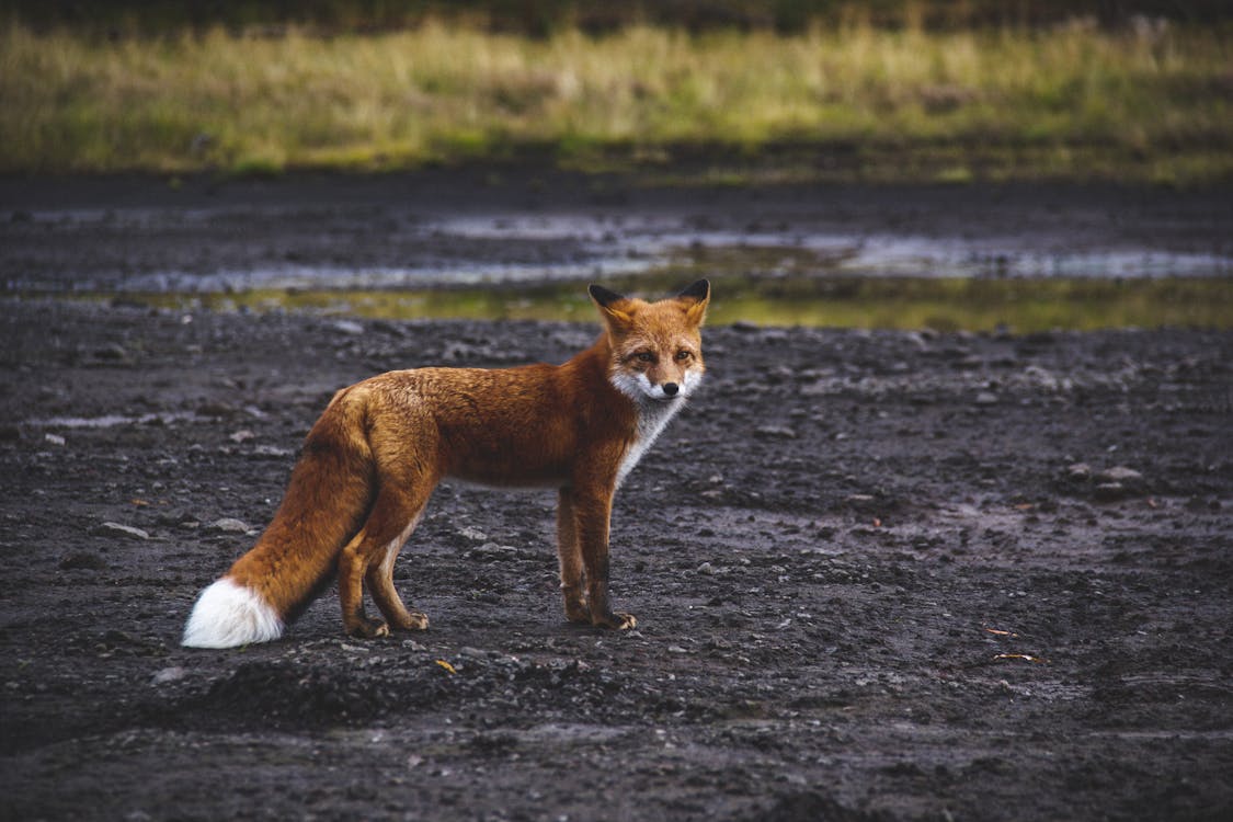 Close-Up Shot of a Red Fox