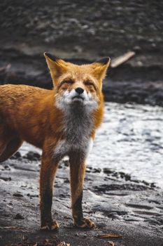 fox photo