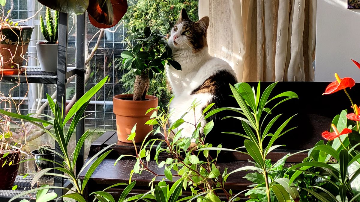 Gato descansando entre varias plantas de interior