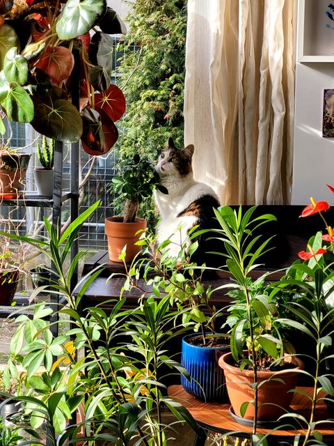 10 plantes d’intérieur toxiques pour chats et chiens : risques et gestes d’urgence (2026)