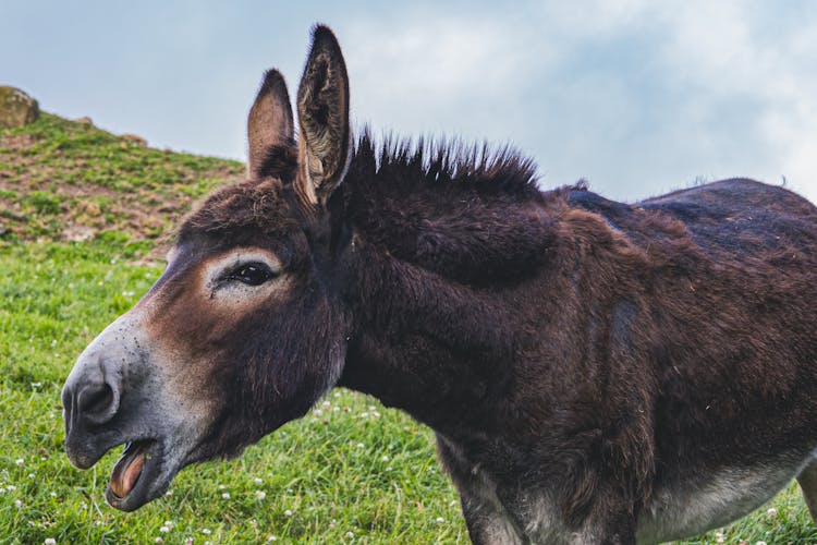 Close-up Of A Brown Donkey