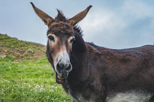 Brown Donkey in a Farm