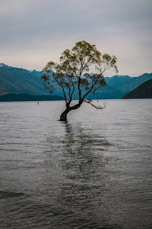 Tree in the Lake