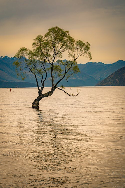 Tree in the Body of Water