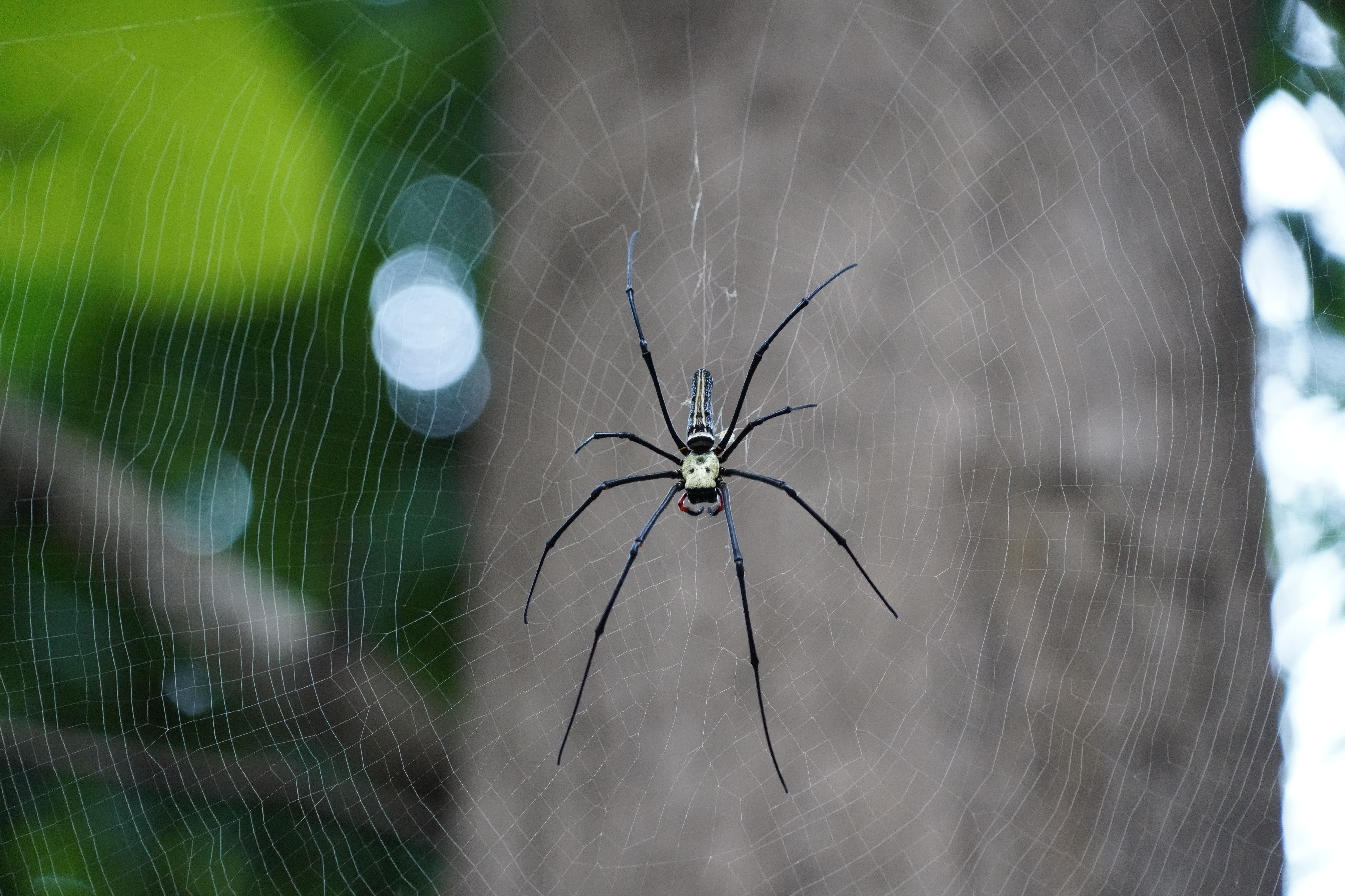 Close-up of a Spider on a Web · Free Stock Photo