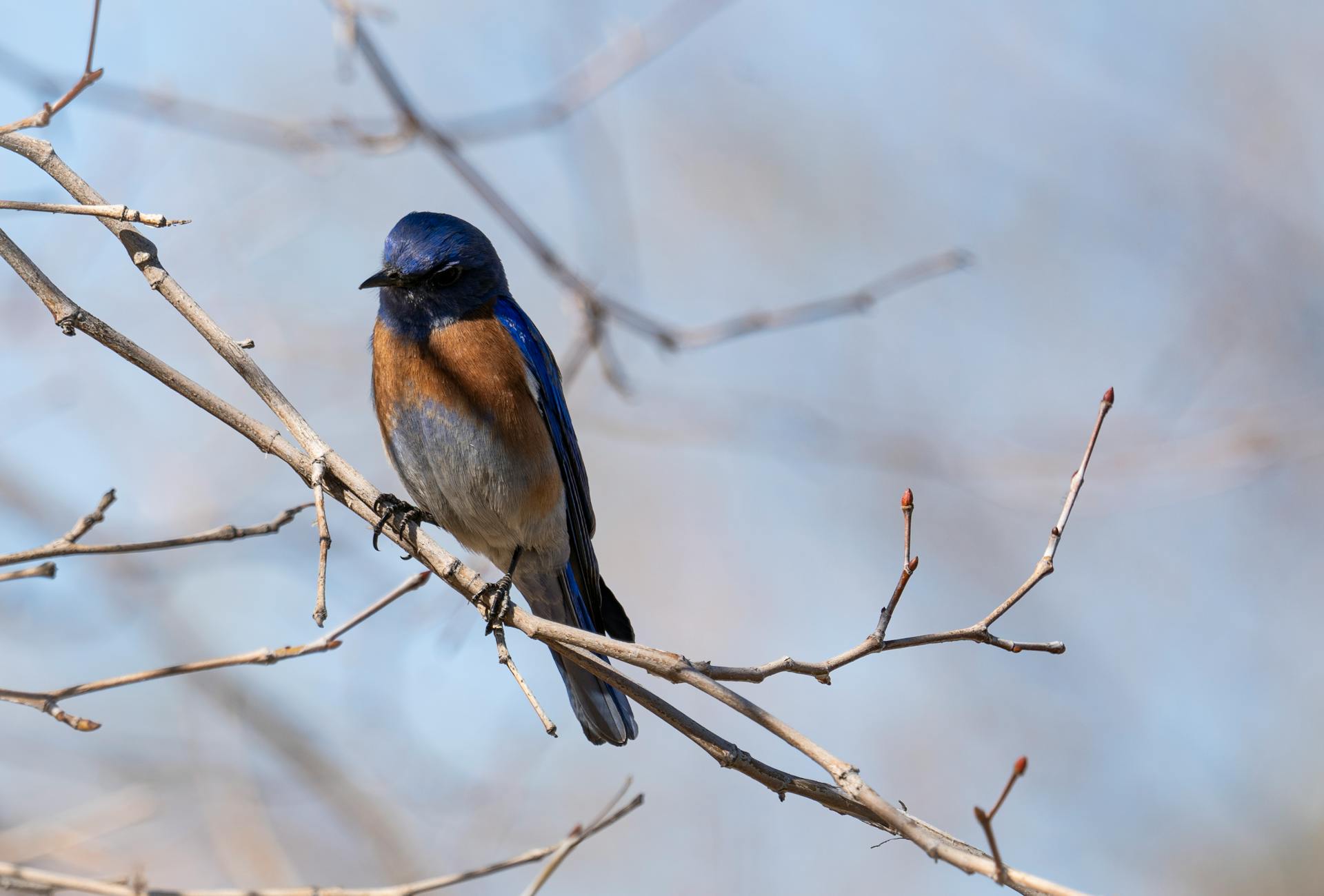 Close-up of a Western Bluebird perched on a tree branch in Redlands, CA.