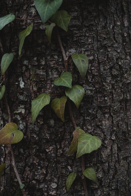 Close-Up Shot of Green Leaves on Tree Trunk