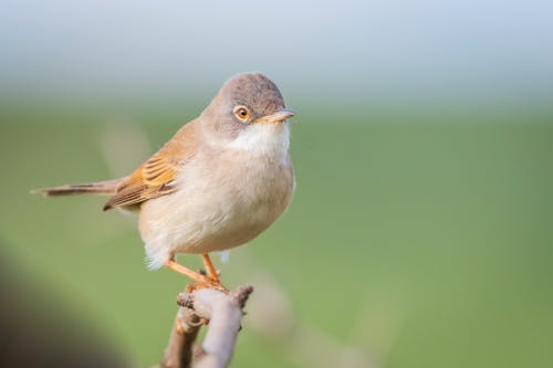 Selective Focus of Common Whitethroat Bird Perched on the Branch