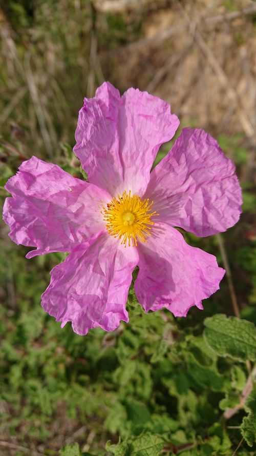 Free Wild rose growing in hedgerow Stock Photo
