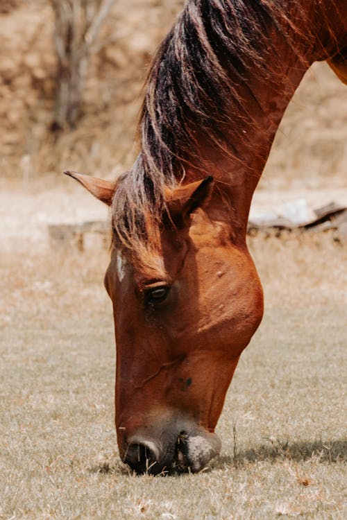 Free Horse Stock Photo