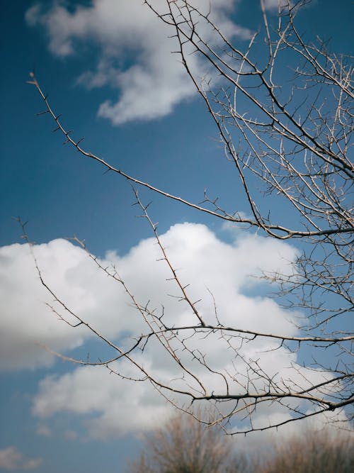 Gratis arkivbilde med bakgrunn, bakgrunnsbilde, blå himmel