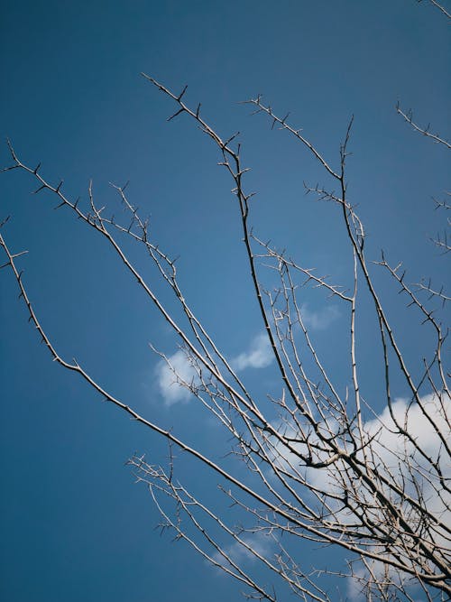 Kostenloses Stock Foto zu äste, blauer himmel, kahlen baum