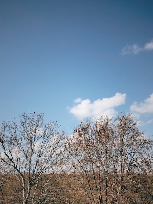 Kostenloses Stock Foto zu blauer himmel, entlaubten bäumen, kahlen bäumen