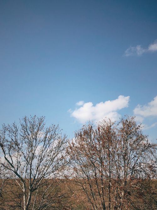 Free Leafless trees under a bright blue winter sky with some white clouds, offering a sense of tranquility. Stock Photo