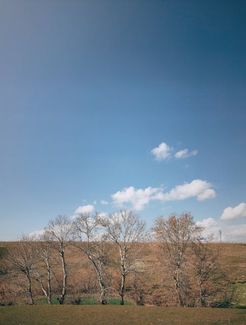 Kostenloses Stock Foto zu blauer himmel, entlaubten bäumen, kahlen bäumen