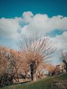 Leafless Tree Under Blue Sky