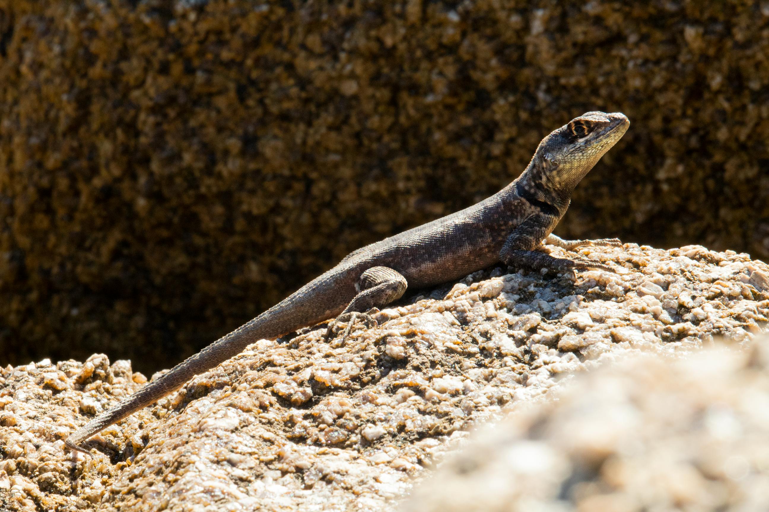 close up photo of an amazon lava lizard