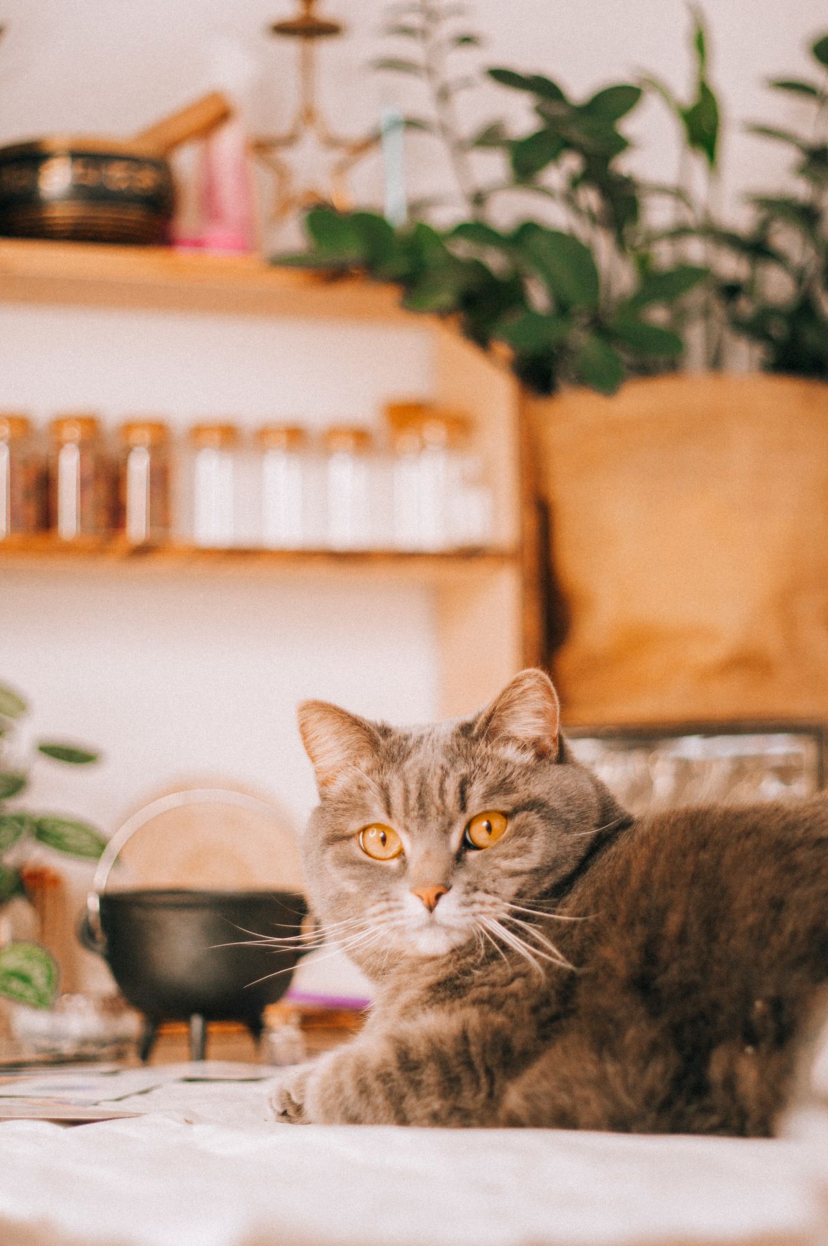 Katze niest nach Duftöl-Diffuser: Reizung oder Vergiftung? Was jetzt zählt (2026)