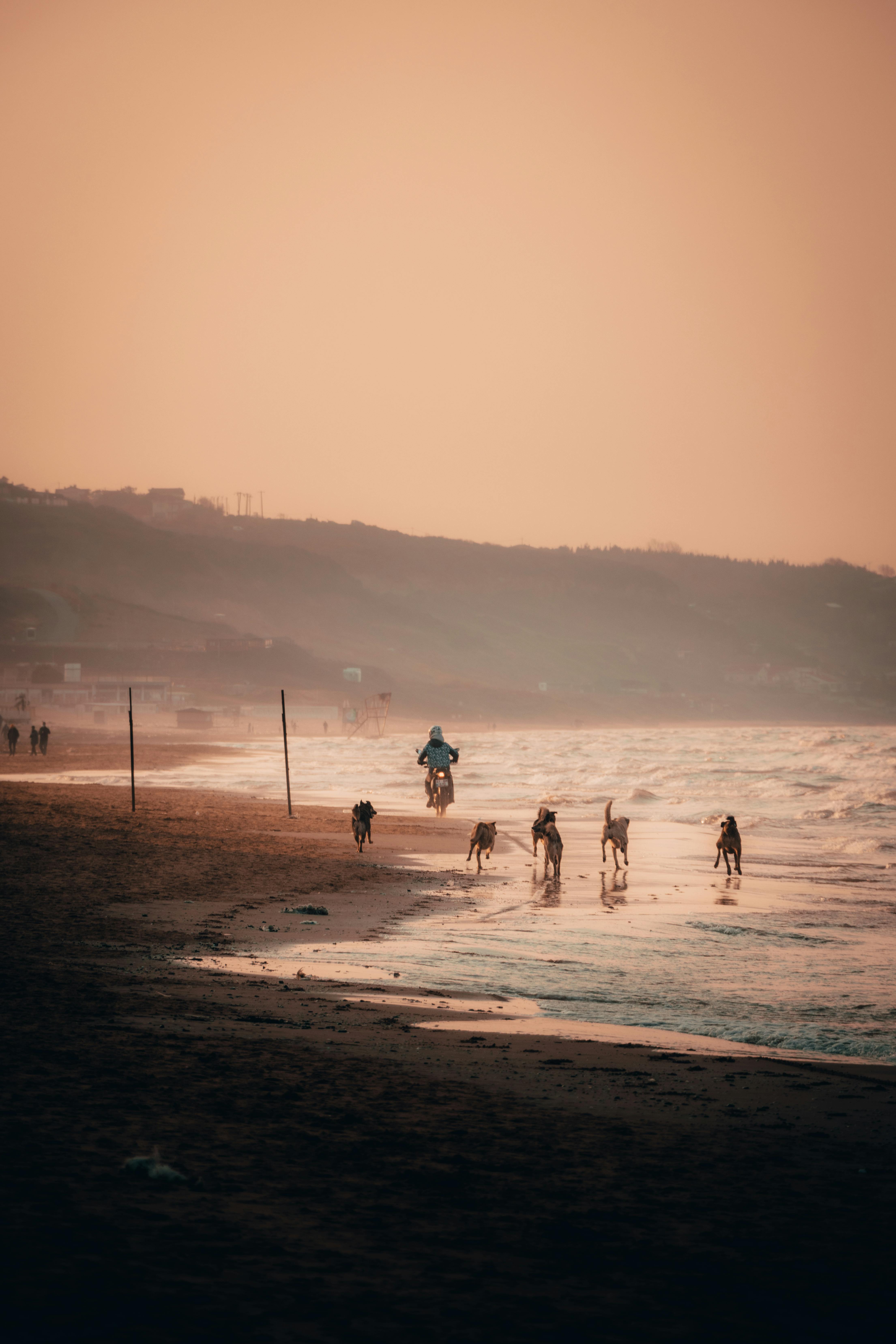 A peaceful beach scene at sunset with dogs running and a motorcycle rider in the distance.