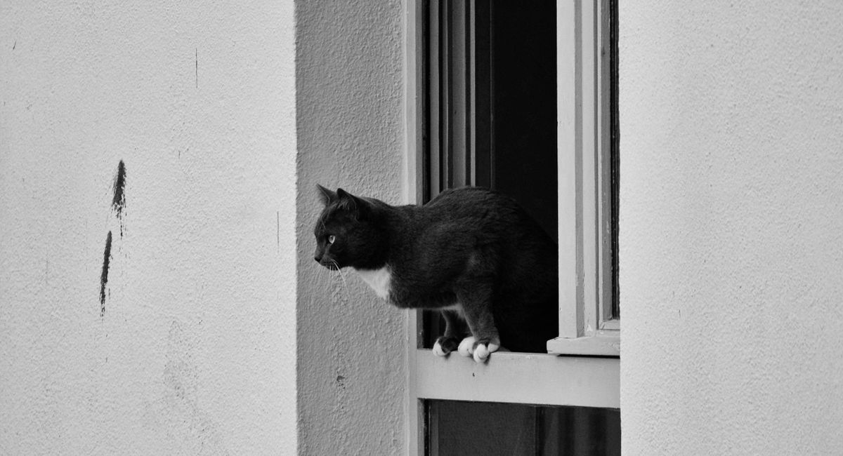 Illustration, emmener son chat en vacances ou le laisser à la maison