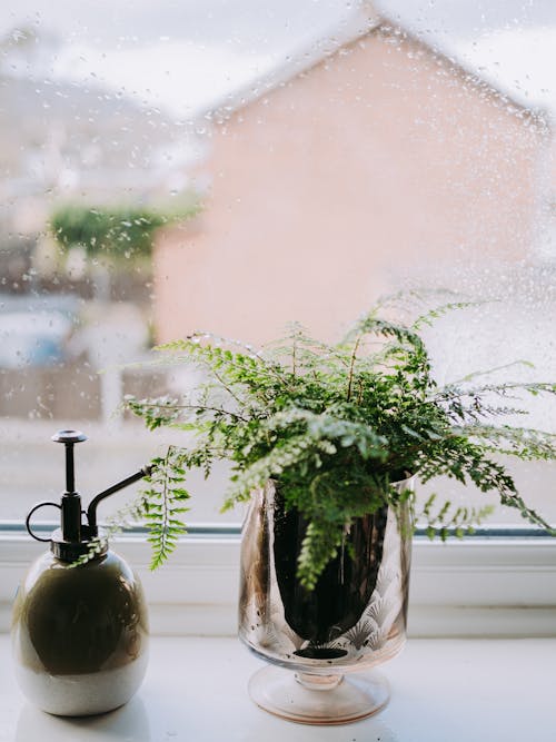 Close-up of a Potted Fern Plant