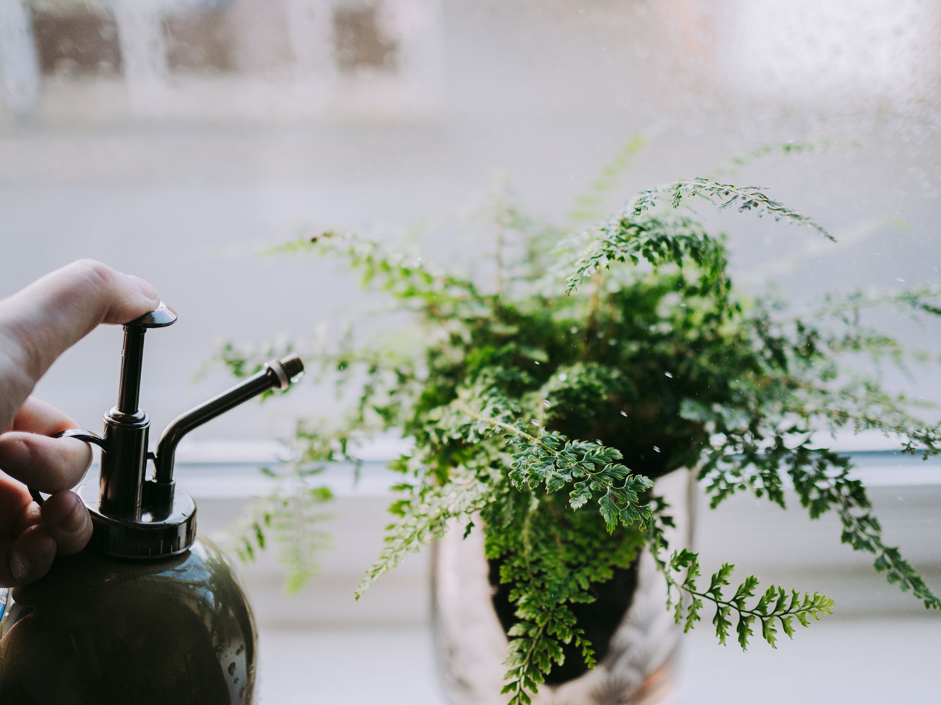 A fern plant on a windowsill being misted with water by hand, showcasing indoor plant care.