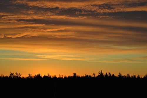 Silhouette of Trees during Sunset