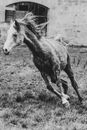 Beautiful Arabian Horse Galloping on Paddock with Blown Mane