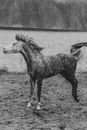 Grayscale Photo of Horse on Field