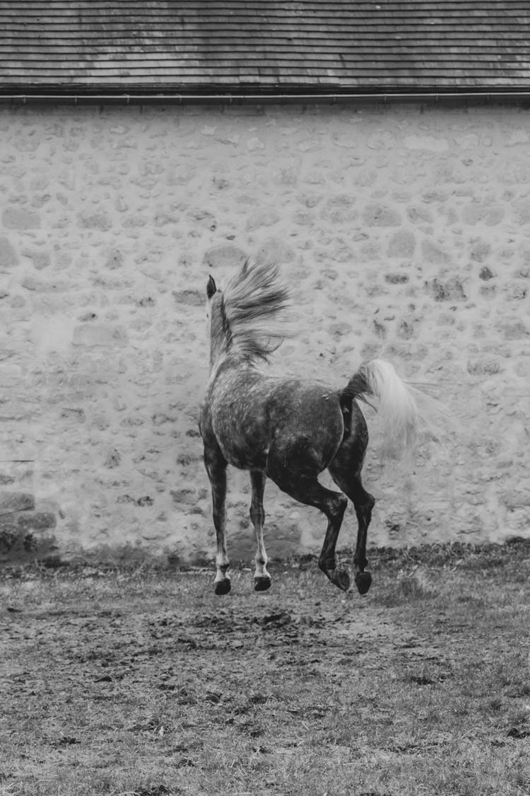 Grayscale Photo Of Horse Running On Field