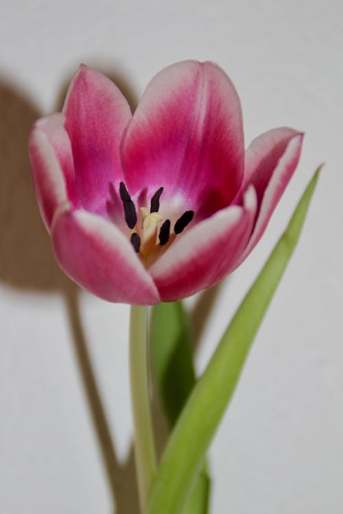 Free pink tulip Stock Photo