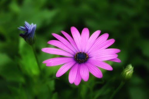 Kostnadsfri bild av blomning, cape marguerite, fjäder