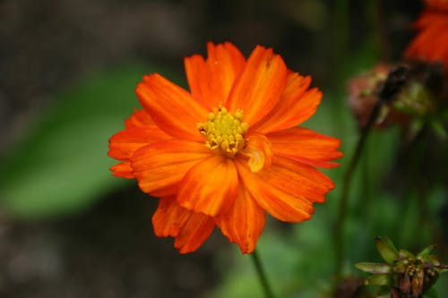 Kostnadsfri bild av apelsinblomma, blomning, kosmos blomma