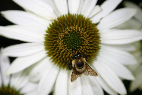 Close-up of a Bee on a White Flower