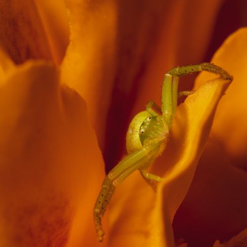 Free Close-up of a green crab spider nestled in vivid orange petals, showcasing nature's intricate details. Stock Photo