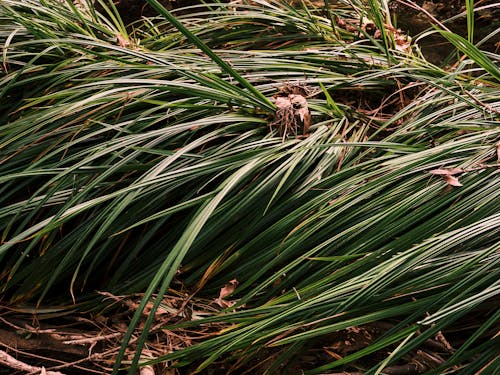Ücretsiz bitki, çim, doğa içeren Ücretsiz stok fotoğraf Stok Fotoğraflar
