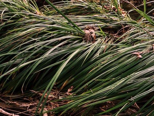 Green Grass and Dried Leaves