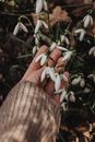 Hand Holding White Flowers
