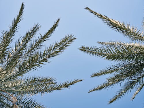 Green Leaves Under Blue Sky