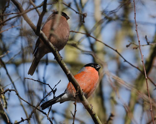 Free Bullfinch family perched in a wintery tree  Stock Photo